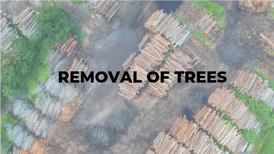environmental problem and society